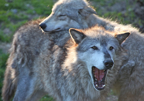 Gray wolves looking cute.